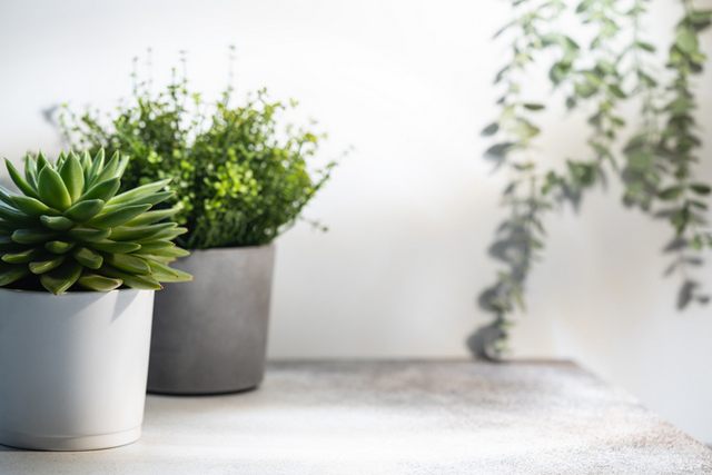 עציצים מבטון